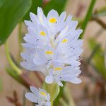 Pontederia rotundifolia Кветка