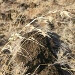 Themeda triandra Fruit