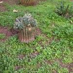 Ferocactus glaucescens Foglia