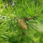 Pinus banksiana Gyümölcs