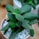 Crassula lanuginosa Blatt