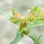 Euphorbia exigua Fruit