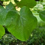 Cercis occidentalis Hostoa