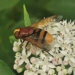 Sambucus ebulusFlor