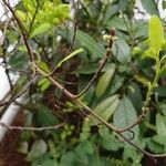 Erythroxylum coca പുറംതൊലി