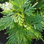 Selaginella tamariscina Leht