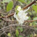 Lonicera fragrantissima چھال