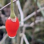 Lycium barbarum Fruit