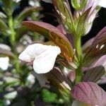 Acanthus spinosusFlor