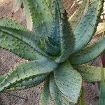 Aloe ferox Hábitos