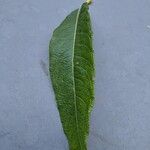 Salix viminalis Blad