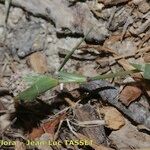 Crypsis schoenoides Cvet
