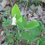 Clematis ochroleuca Levél