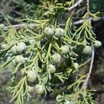 Juniperus occidentalis Плід