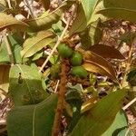 Byrsonima japurensis Fruto