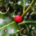 Ilex aquifoliumПлод