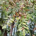 Sorbus domestica Folha