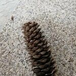 Pinus lambertiana Fruto