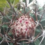 Melocactus ernestii Цветок