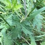 Geranium × oxonianum Leaf