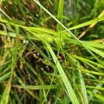 Carex lurida Frucht