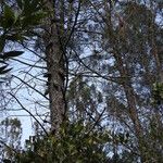 Pinus attenuata Агульны выгляд