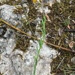 Linaria aeruginea Hàbitat