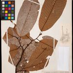 Annona neoinsignis Leaf