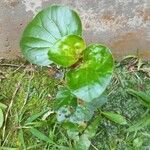 Begonia hirtella 葉