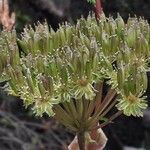 Myrrhidendron donnellsmithii Frukt