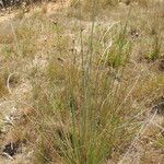 Fimbristylis dichotoma Habit