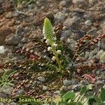 Reseda barrelieri Hábito