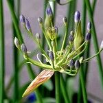 Agapanthus inapertus Blüte