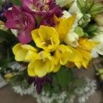 Freesia refractaFleur