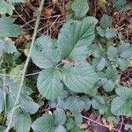 Rubus vestitus Frunză