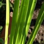 Acorus calamus Leaf