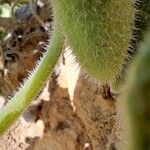 Ecballium elaterium (Fruit)