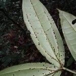 Spathandra blakeoides Leaf