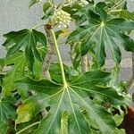 Fatsia japonica Leaf