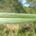 Madia sativa Leaf