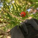 Taxus brevifolia Плод