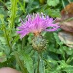 Centaurea asperaŽiedas