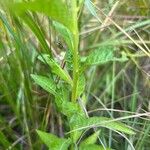Penthorum sedoides Bark