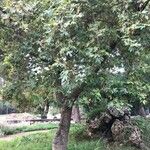 Platanus orientalis Характер