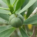 Euphorbia balsamifera Fruit