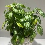 Pilea cadierei List