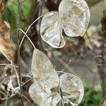 Lunaria annua Frugt