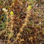 Sideritis montana Libunga