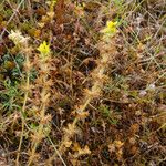 Sideritis montana Habit