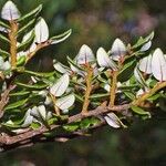 Nothofagus solandri Folha
